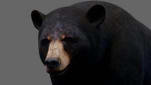 Animated Black Bear 3D Model - Game-Ready Thumbnail