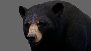 Animated Black Bear 3D Model Thumbnail