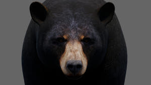 Animated Black Bear 3D Model - Game-Ready Thumbnail