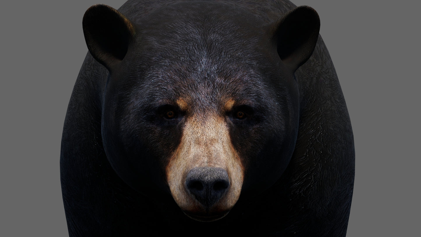Animated Black Bear 3D Model