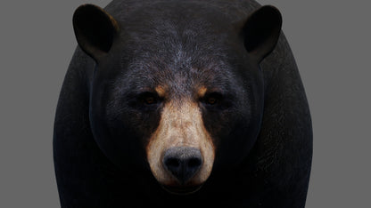 Animated Black Bear 3D Model