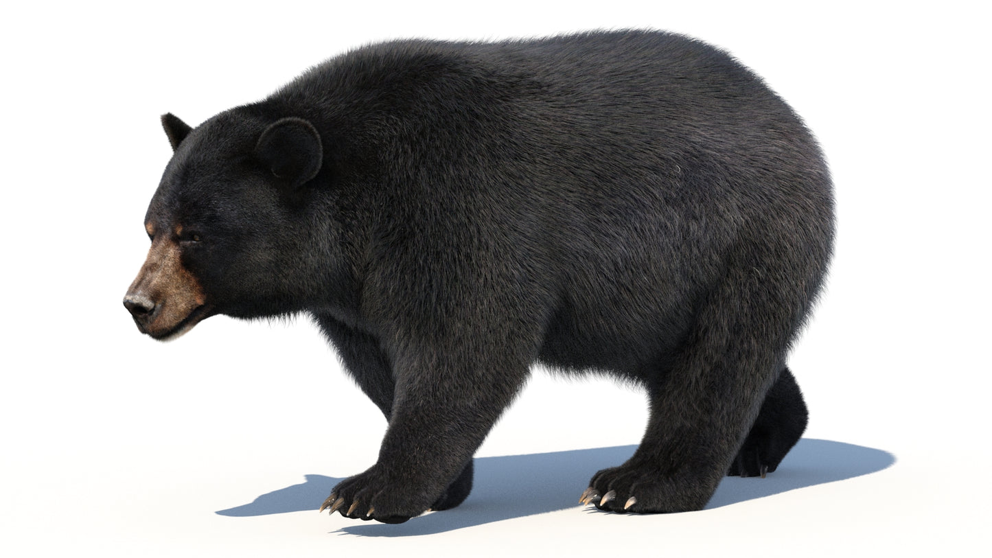 Animated Black Bear 3D Model with Fur