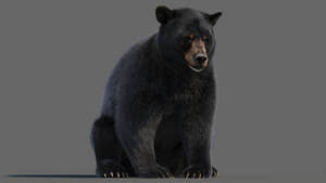 Animated Black Bear 3D Model with realistic fur shown in a slightly adjusted rig pose for natural animation Thumbnail