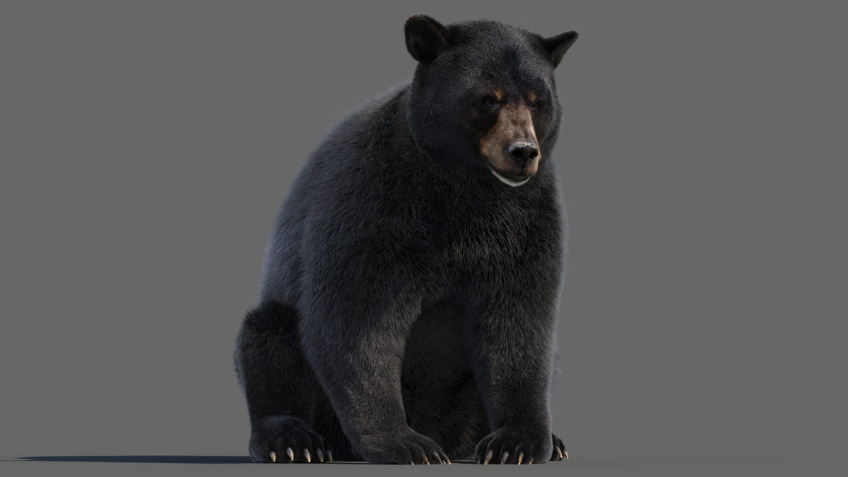 Animated Black Bear 3D Model with realistic fur shown in a slightly adjusted rig pose for natural animation