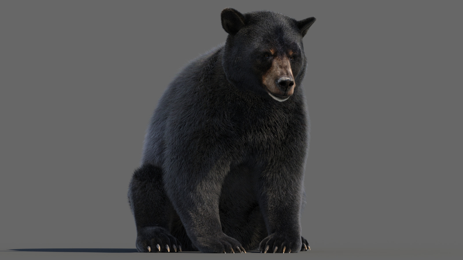 Animated Black Bear 3D Model with realistic fur shown in a slightly adjusted rig pose for natural animation