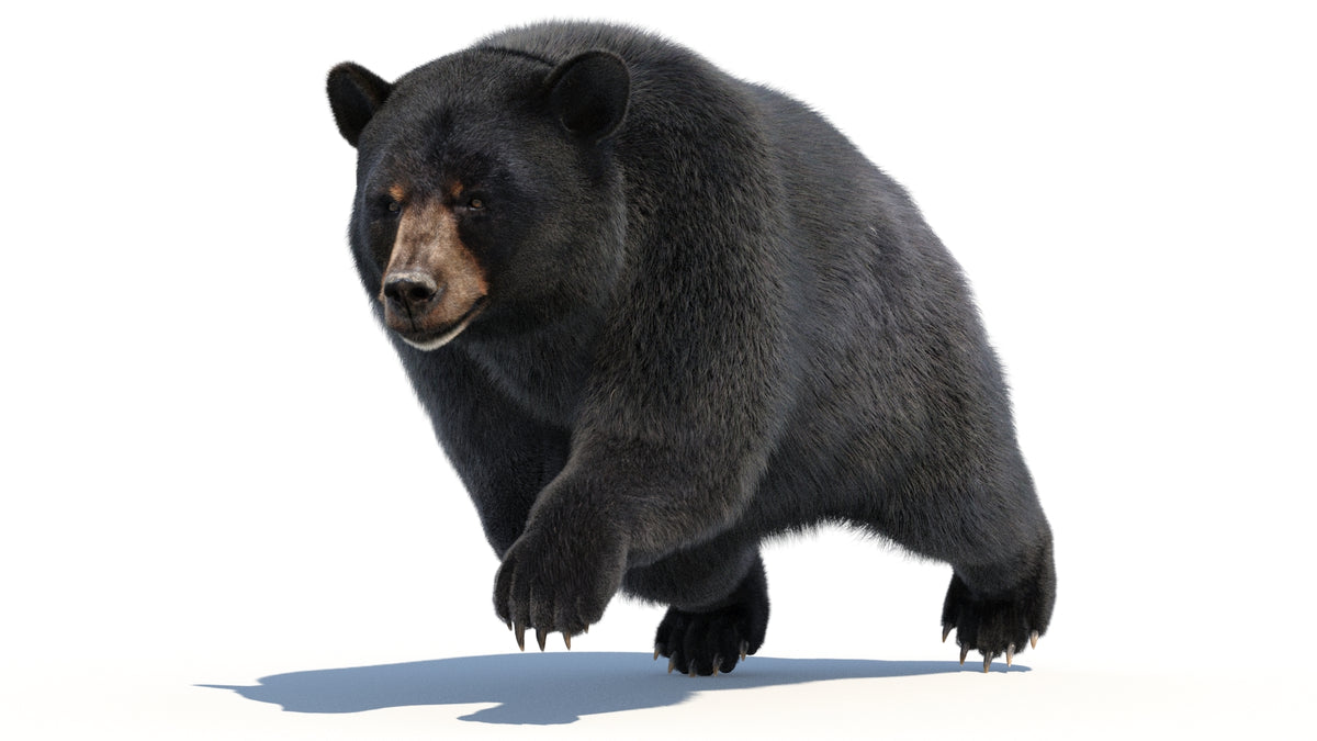 Animated Black Bear 3D Model with advanced realistic fur in a dynamic running pose after pushing off the ground