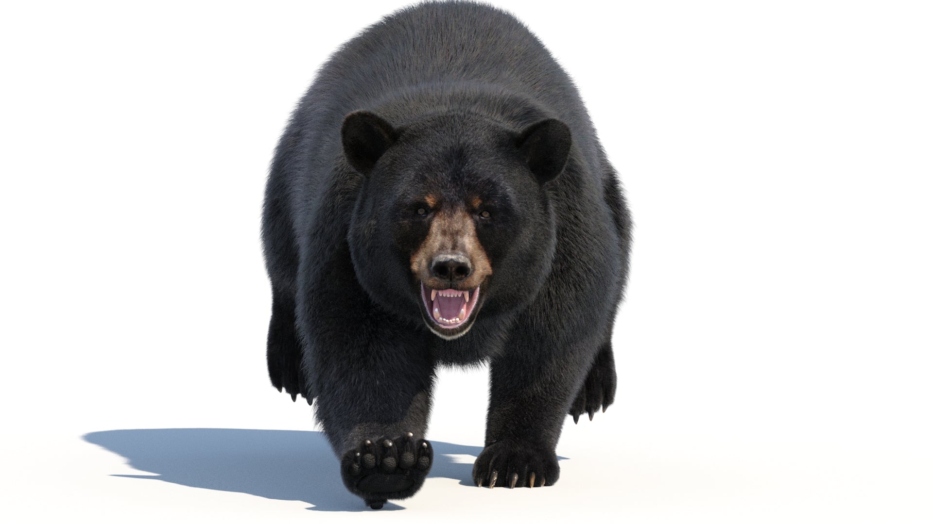 Animated Black Bear 3D Model with advanced realistic fur in a front running pose with an angry look