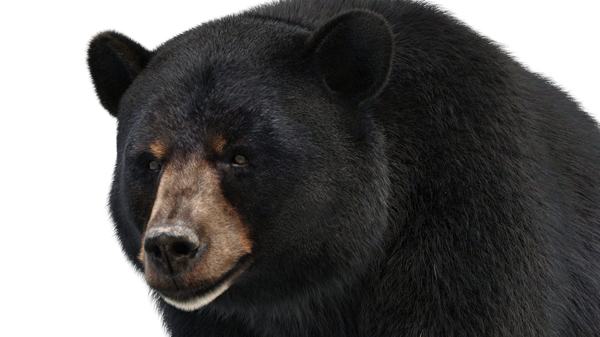 Animated Black Bear 3D Model head close-up with realistic fur, beautifully rendered in 3ds Max using Arnold