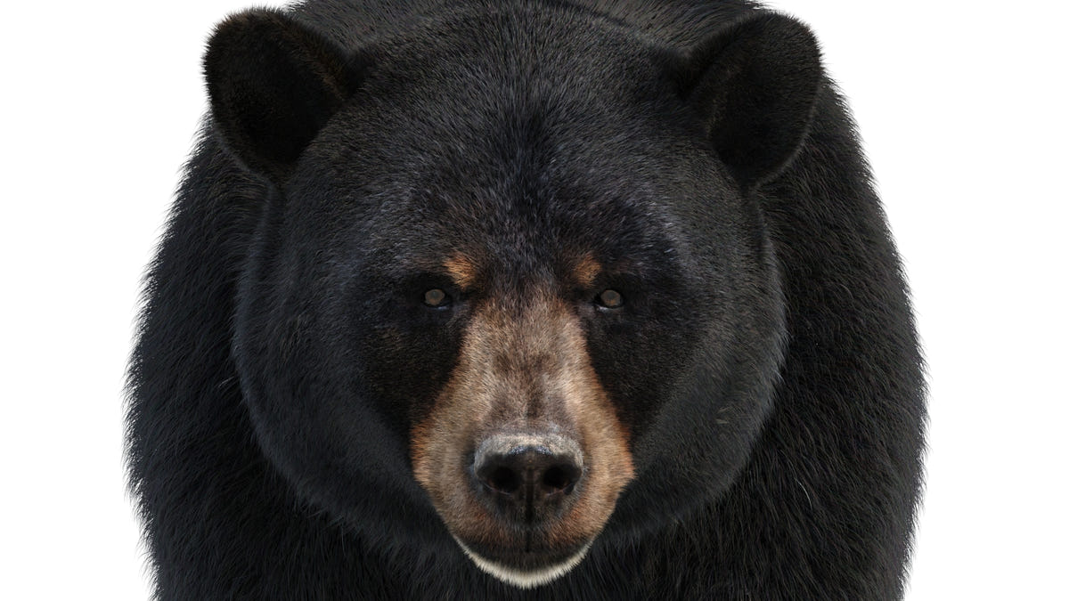 Animated Black Bear 3D Model head close-up front view with realistic fur, ready for film rendering and video production