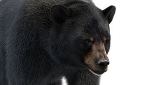 Animated Black Bear 3D Model head close-up with advanced fur grooming and dense hair suitable for detailed close-up shots Thumbnail