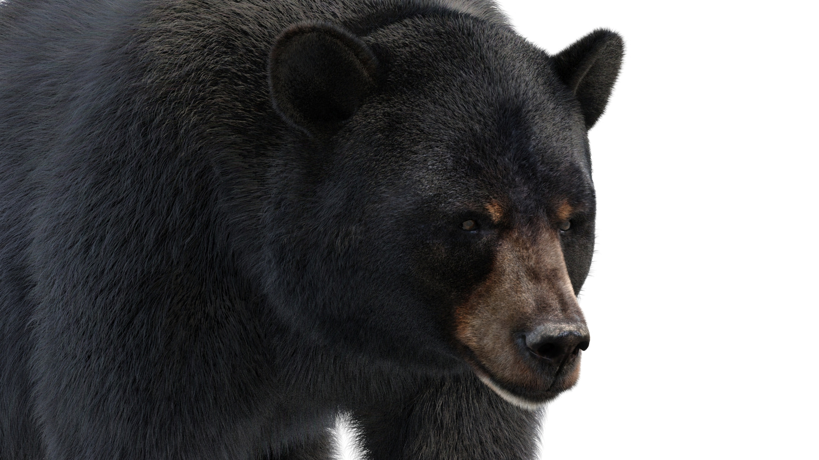 Animated Black Bear 3D Model head close-up with advanced fur grooming and dense hair suitable for detailed close-up shots