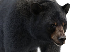 Animated Black Bear 3D Model head close-up with advanced fur grooming and dense hair suitable for detailed close-up shots