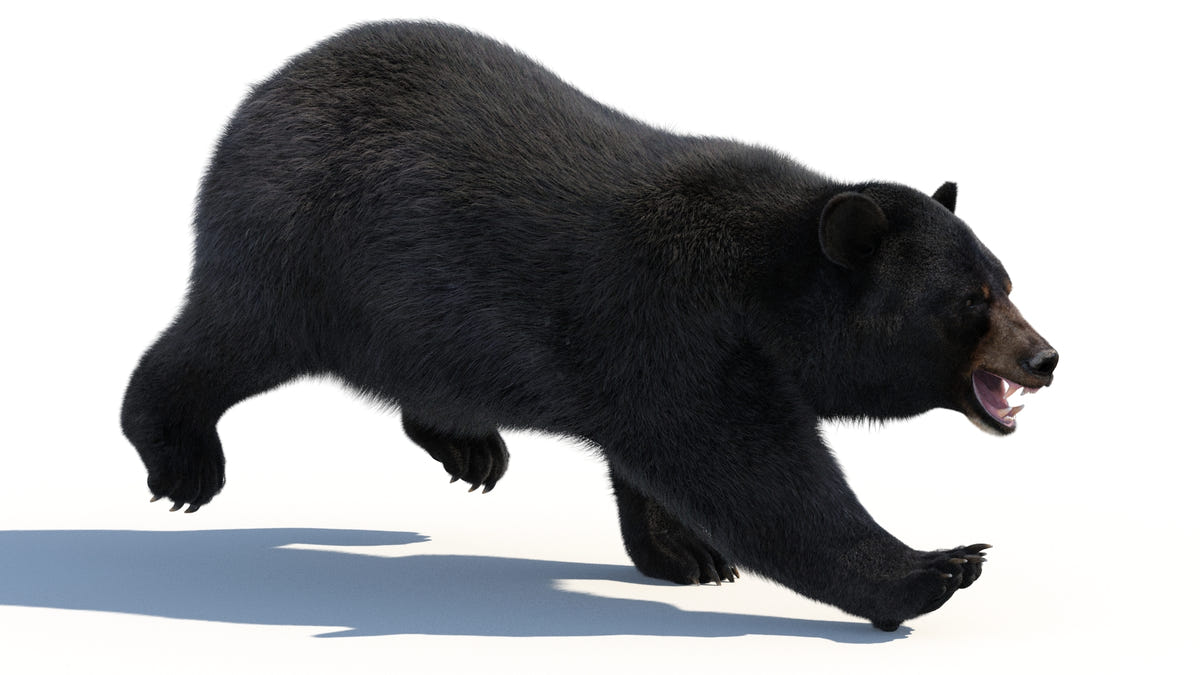 Animated Black Bear 3D Model with advanced realistic fur in a side running pose with an angry look, opposite view