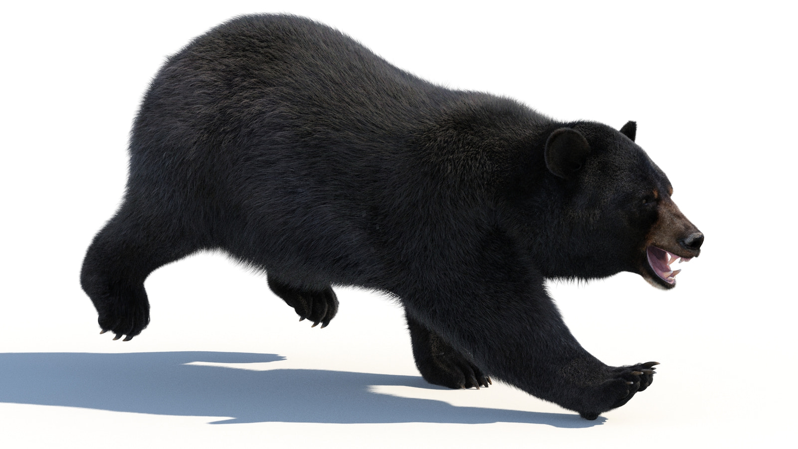 Animated Black Bear 3D Model with advanced realistic fur in a side running pose with an angry look, opposite view