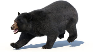 Animated Black Bear 3D Model with advanced realistic fur in a side running pose with an angry look
