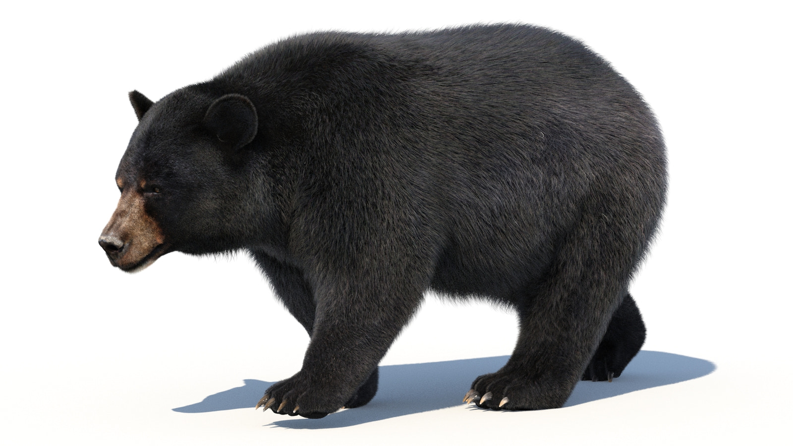 Animated Black Bear 3D Model with advanced realistic fur in a side walking pose
