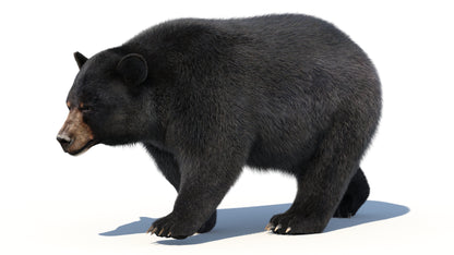 Animated Black Bear 3D Model with advanced realistic fur in a side walking pose
