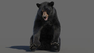 Animated Black Bear 3D Model with advanced realistic fur in a sitting pose with a cute, thoughtful resting look Thumbnail
