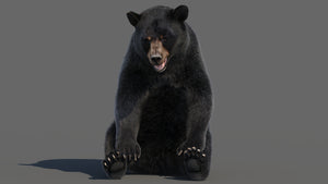 Animated Black Bear 3D Model with advanced realistic fur in a sitting pose with a cute, thoughtful resting look