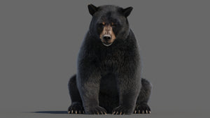 Animated Black Bear 3D Model with advanced realistic fur sitting in an interesting pose, ready for the next animation