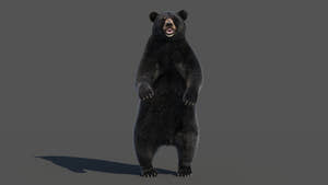 Animated Black Bear 3D Model with advanced realistic fur standing upright on its back legs with a powerful angry look Thumbnail