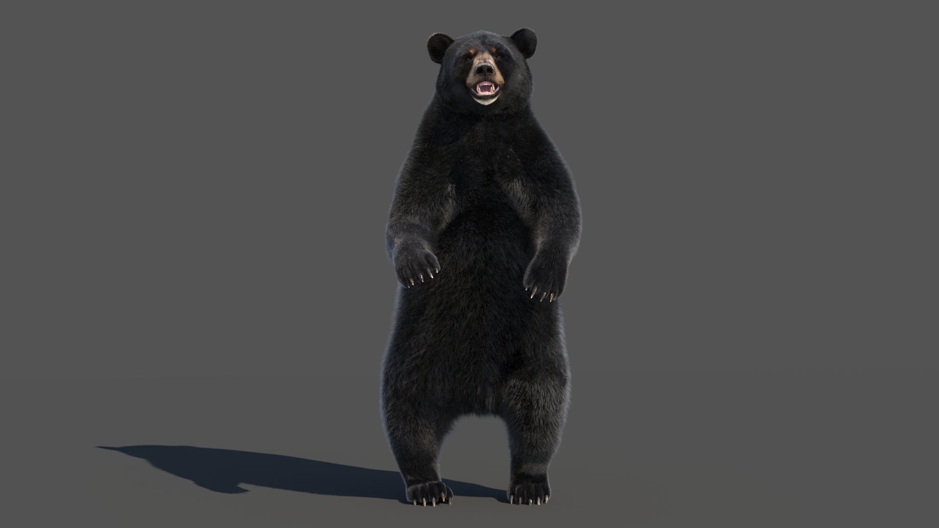 Animated Black Bear 3D Model with advanced realistic fur standing upright on its back legs with a powerful angry look