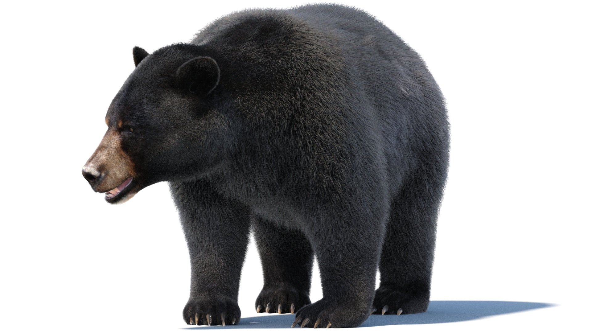 Animated Black Bear 3D Model with advanced realistic fur standing on four legs and looking to the side