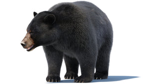 Animated Black Bear 3D Model with advanced realistic fur standing on four legs and looking to the side