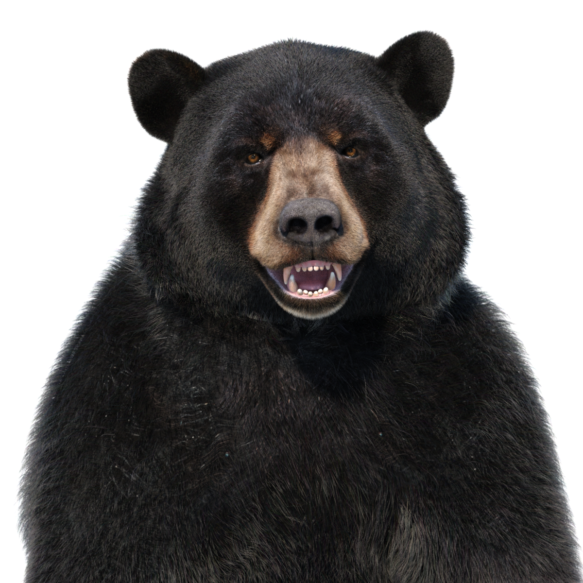 Black Bear 3D Assets