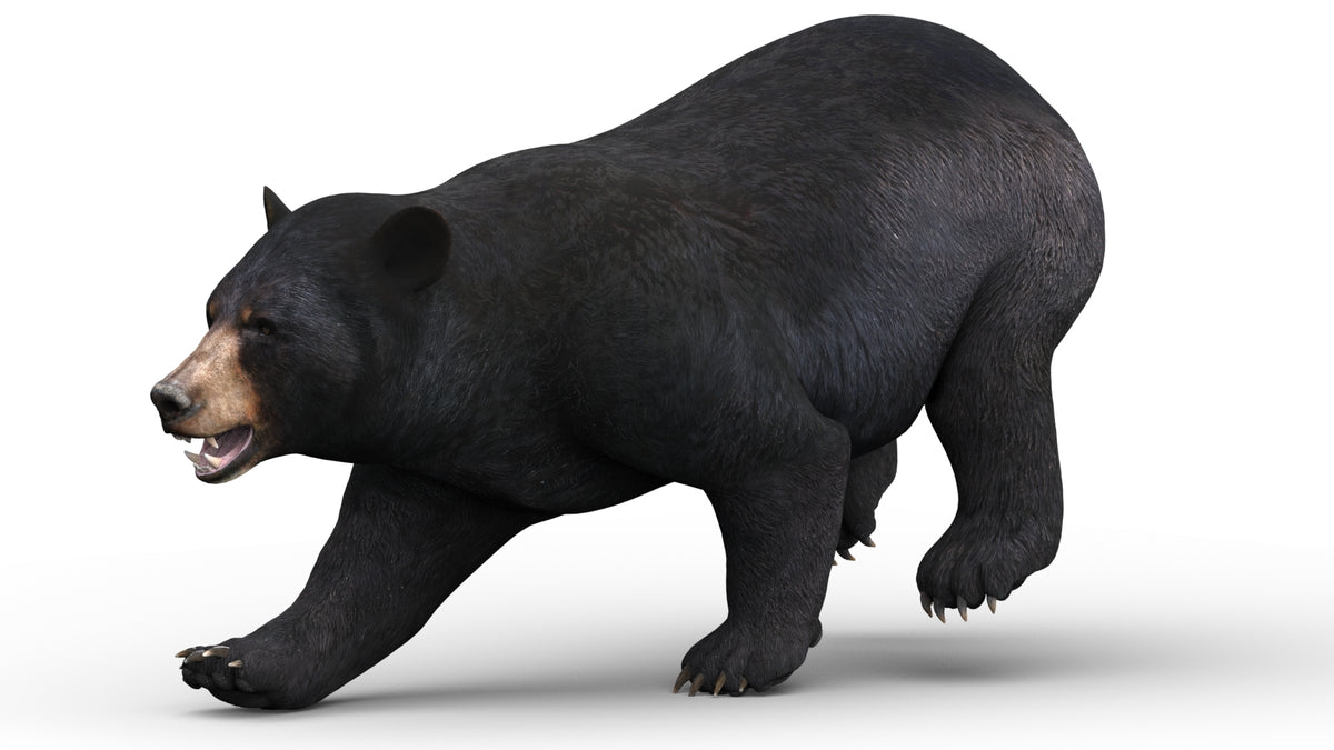 Game-ready black bear 3D model for AR, VR, and rendering projects