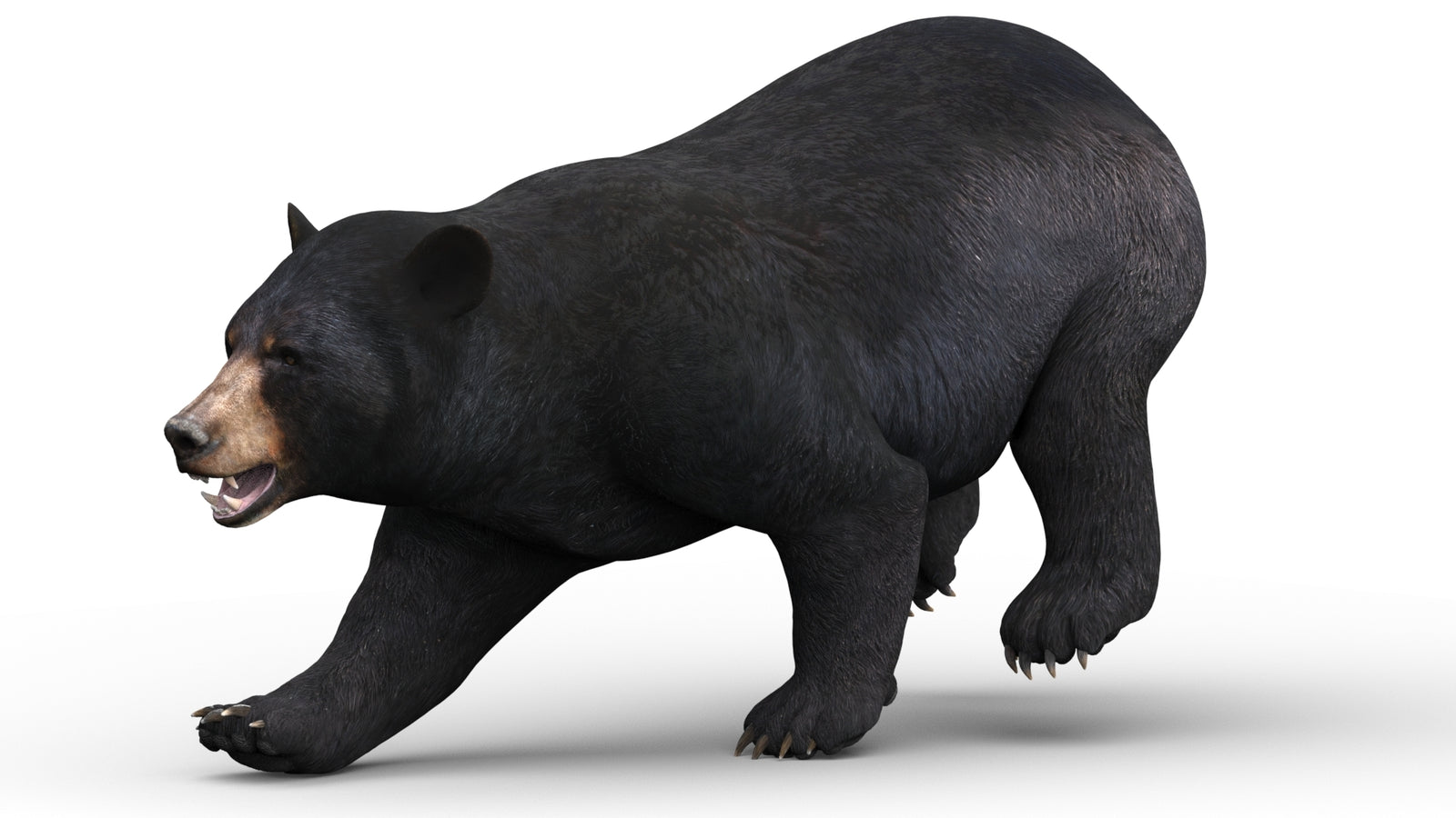 Game-ready black bear 3D model for AR, VR, and rendering projects