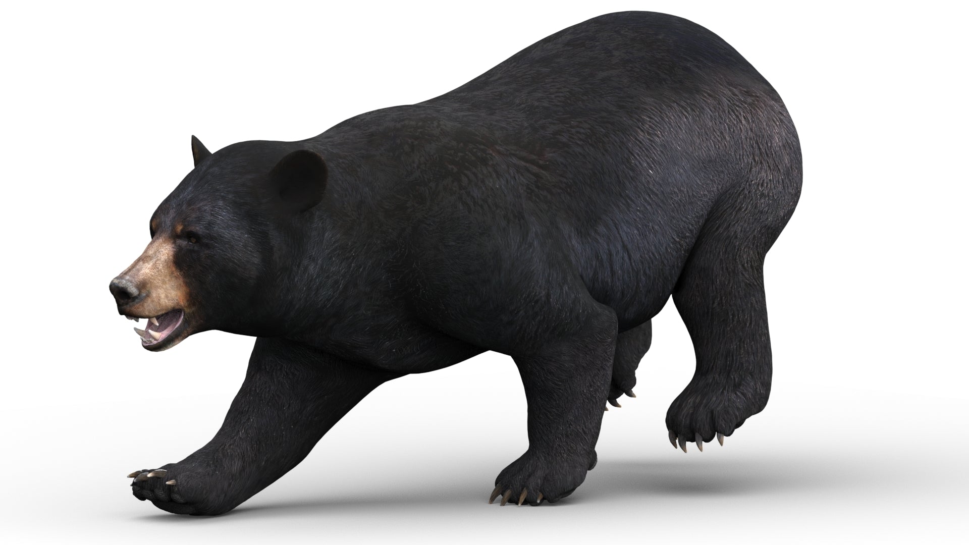 Game-ready black bear 3D model for AR, VR, and rendering projects