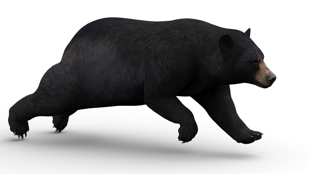 Realistic black bear 3D model running cycle animation in 3ds Max