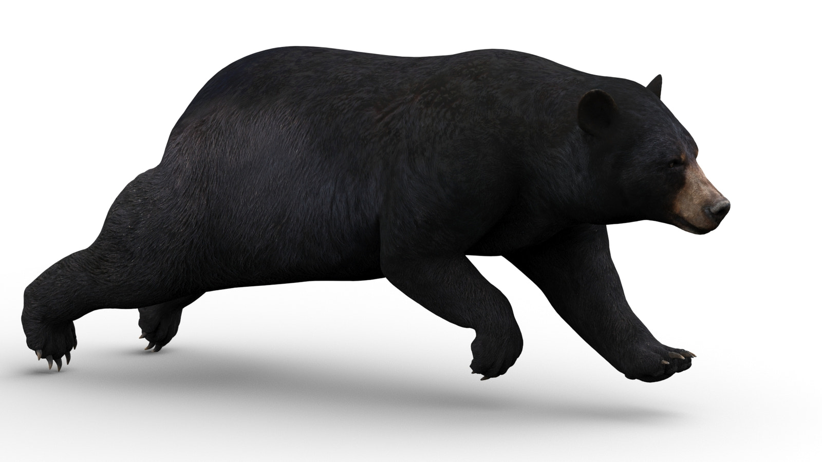 Realistic black bear 3D model running cycle animation in 3ds Max