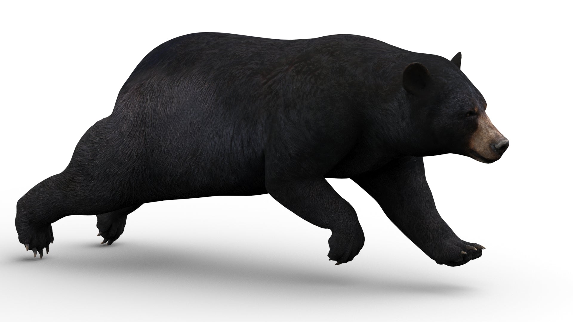 Realistic black bear 3D model running cycle animation in 3ds Max