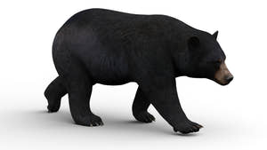 Animated Black Bear 3D Model for your Game Projects Thumbnail
