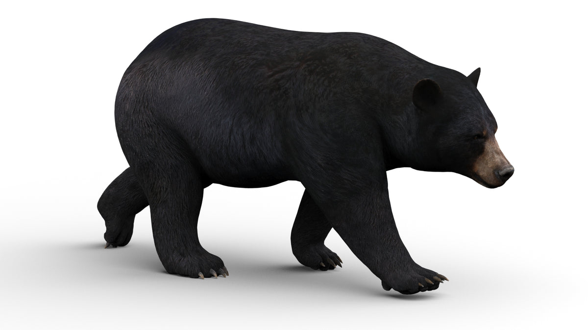 Animated Black Bear 3D Model for your Game Projects