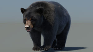 Animated Black Bear 3D Model with realistic fur grooming in a natural environment walking pose for film production Thumbnail