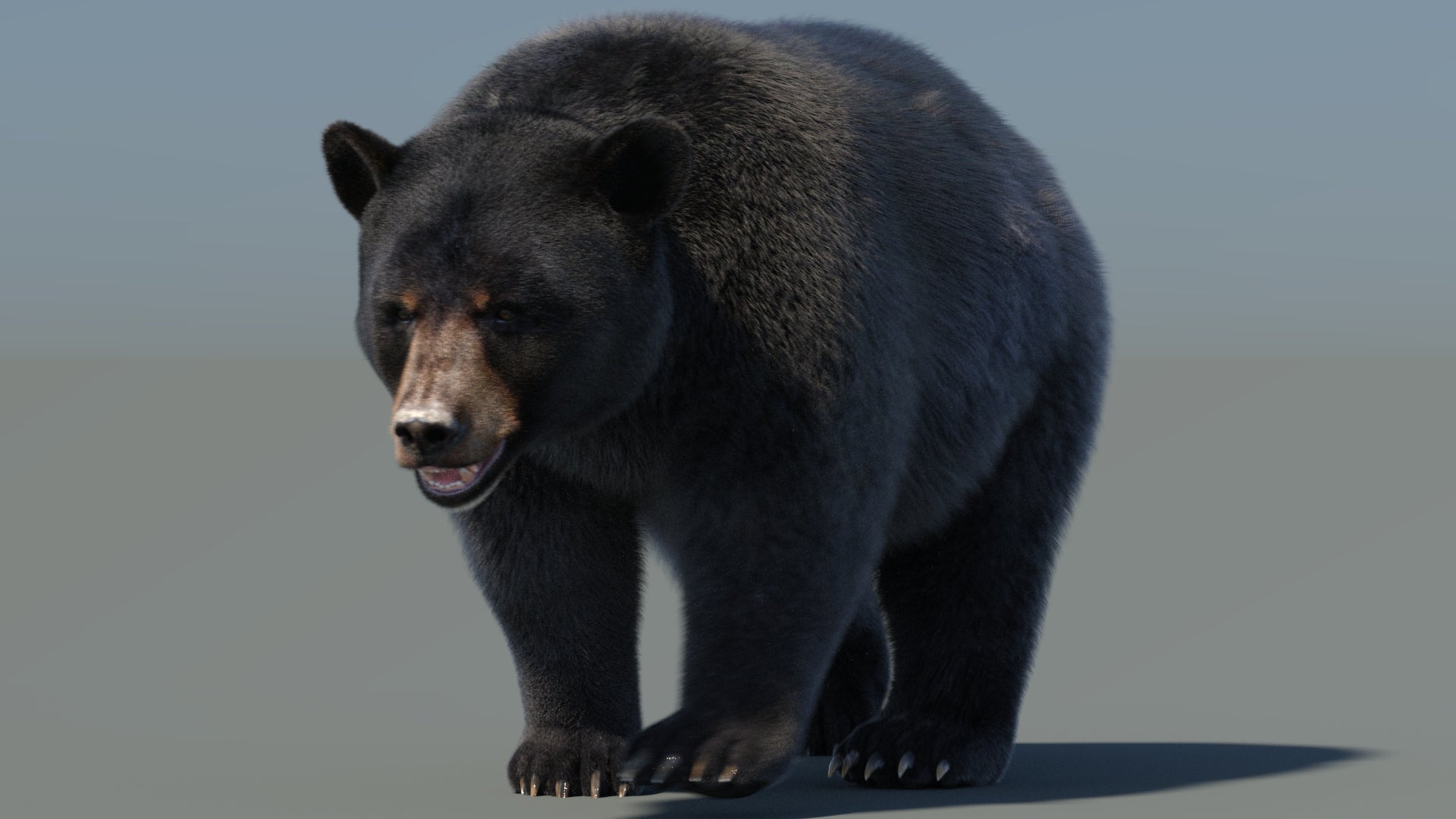 Animated Black Bear 3D Model with realistic fur grooming in a natural environment walking pose for film production