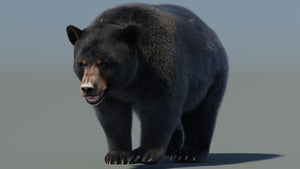 Animated Black Bear 3D Model with realistic fur grooming in a natural environment walking pose for film production