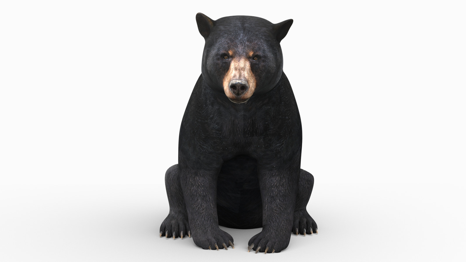 Realistic black bear 3D model sitting front view — rigged, animated, and game-ready for AR, VR, VFX, and 3ds Max rendering projects