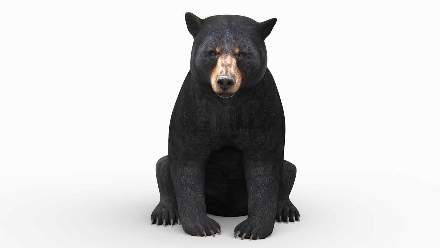 Realistic black bear 3D model sitting front view — rigged, animated, and game-ready for AR, VR, VFX, and 3ds Max rendering projects
