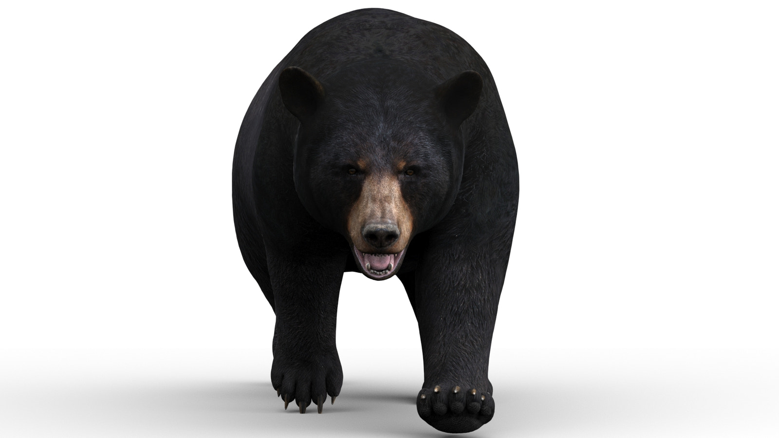 Animated black bear 3D model walking front view — rigged and game-ready for AR, VR, and 3ds Max rendering projects