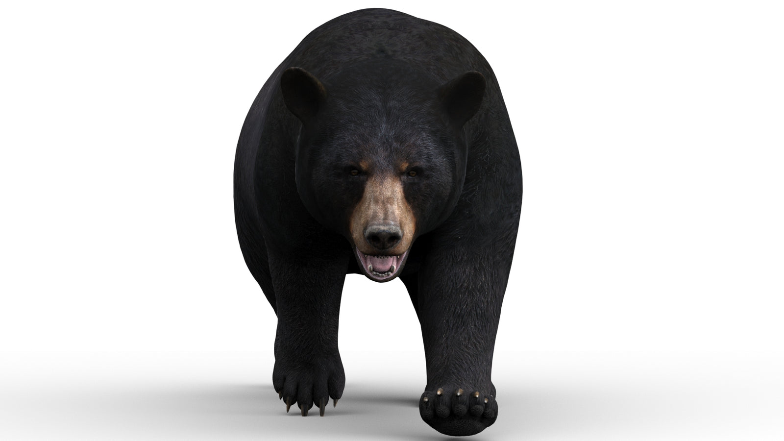Animated black bear 3D model walking front view — rigged and game-ready for AR, VR, and 3ds Max rendering projects