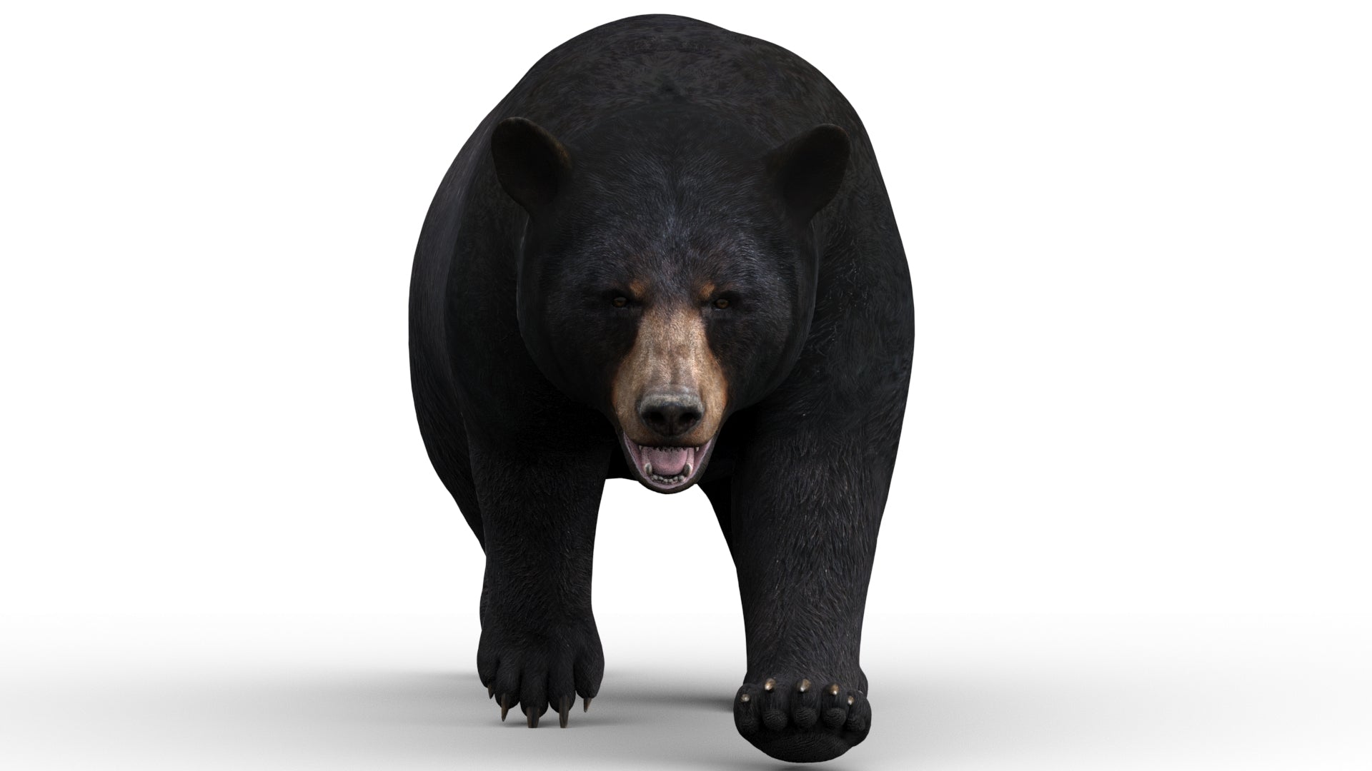 Animated black bear 3D model walking front view — rigged and game-ready for AR, VR, and 3ds Max rendering projects