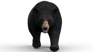 Animated black bear 3D model walking front view — rigged and game-ready for AR, VR, and 3ds Max rendering projects Thumbnail