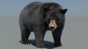 Animated Black Bear 3D Model with advanced fur in a beautiful rendering and realistic pose Thumbnail