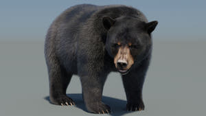 Animated Black Bear 3D Model with advanced fur in a beautiful rendering and realistic pose Thumbnail