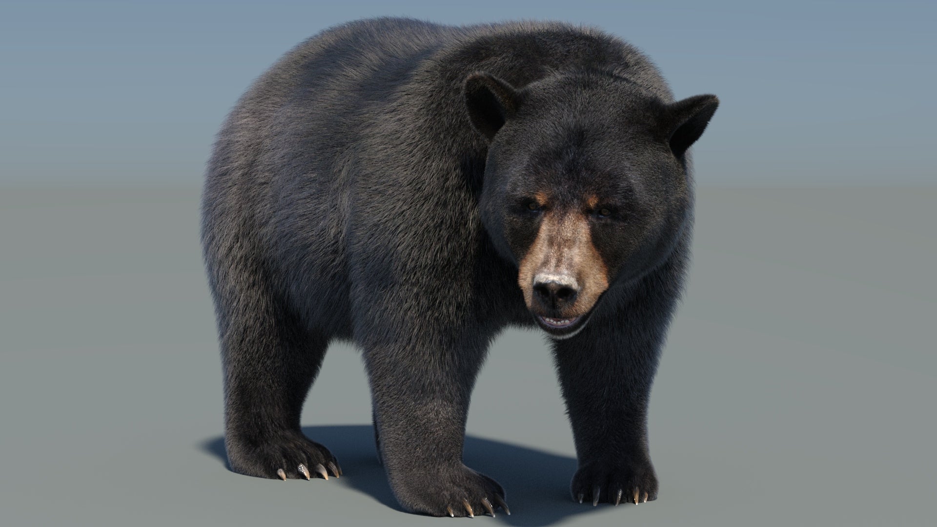 Animated Black Bear 3D Model with advanced fur in a beautiful rendering and realistic pose