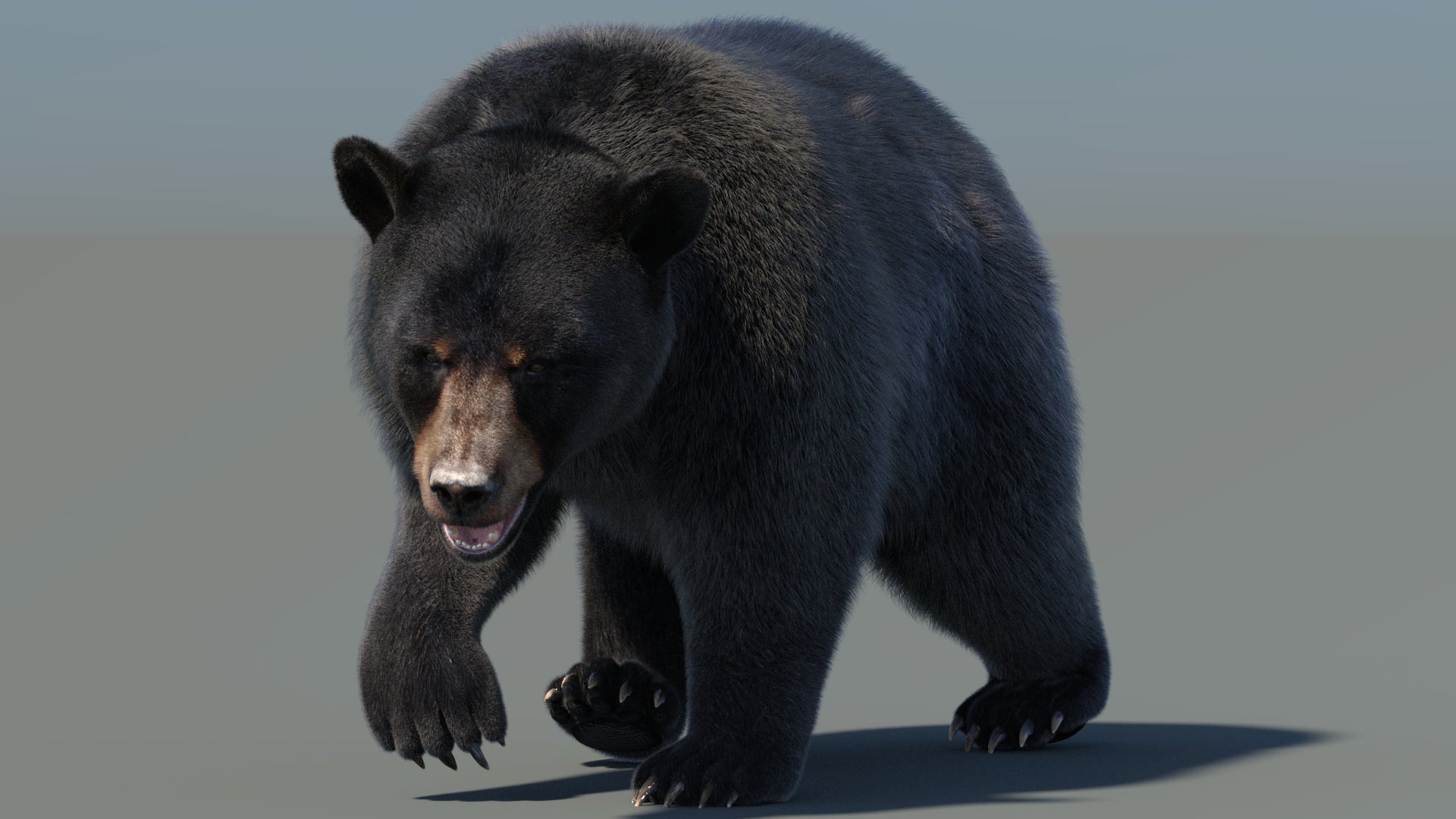 Animated Black Bear 3D Model with realistic fur in a cute walking pose with natural environment lighting